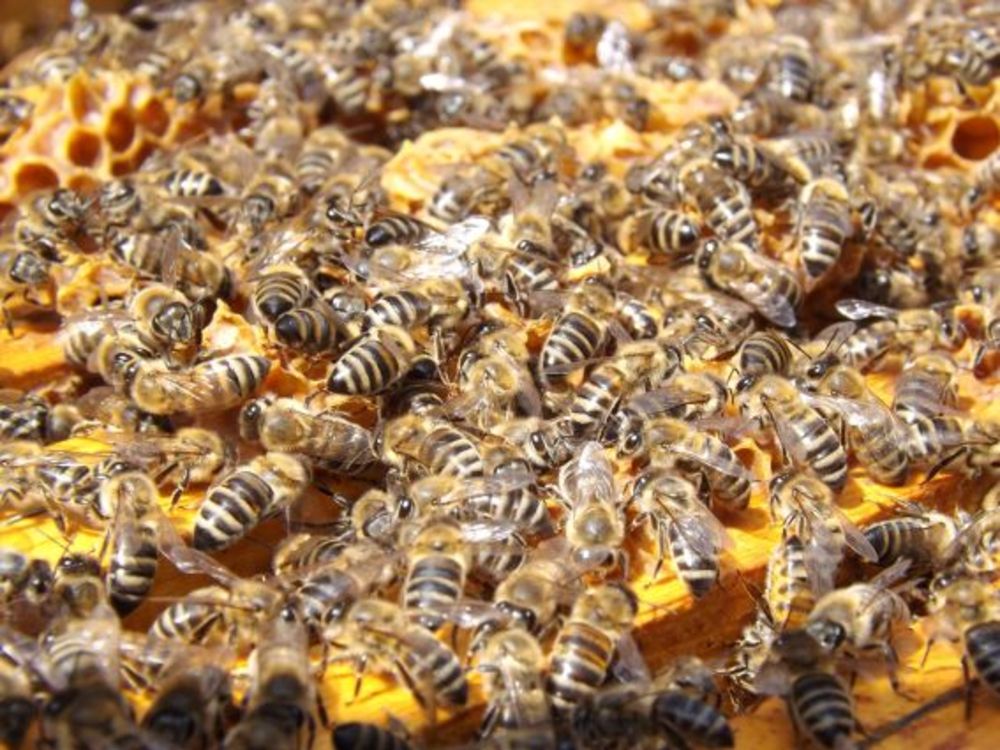 Honig ist ein Leckerbissen für Bären – sehr zum Leidwesen des Imkers.