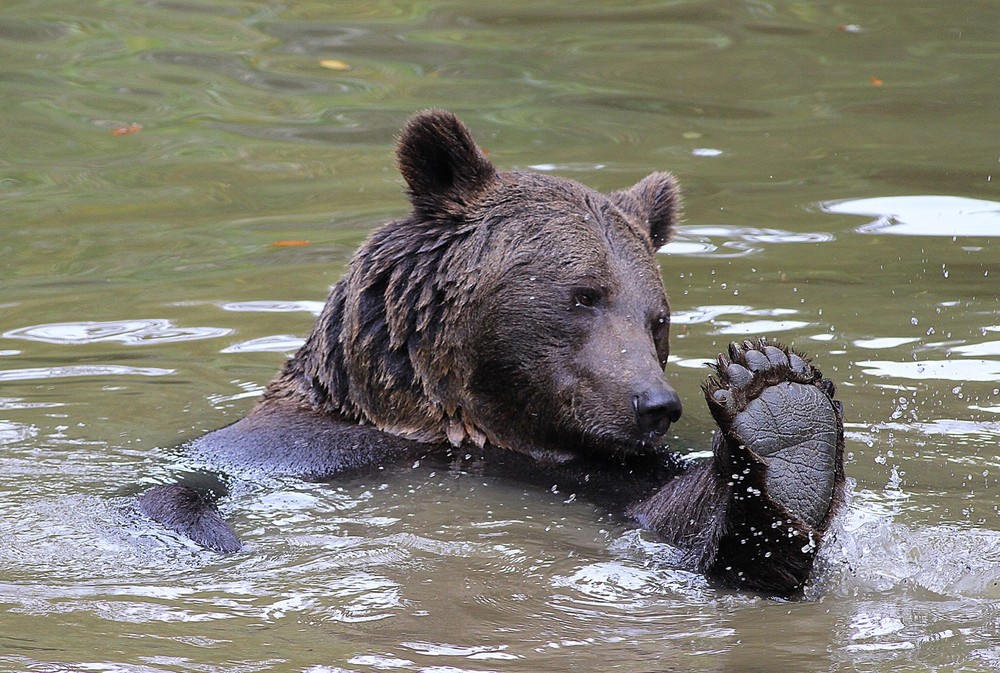 Bären sind gute Schwimmer, die auch zu Fisch oder Amphibien nicht Nein sagen. (© Bernhard Schön)