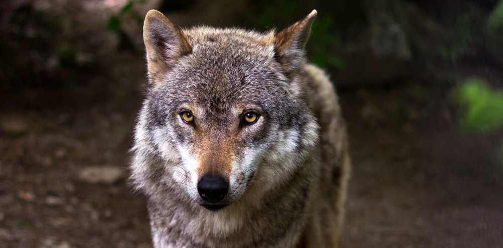 Europäischer Wolf - Canis Lupus Lupus (© Timmermann)