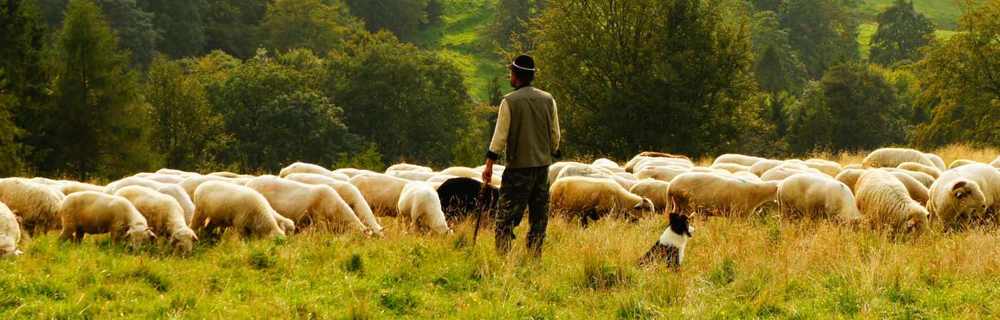 Der Beruf des Hirten erlebt in der Schweiz einen Aufschwung