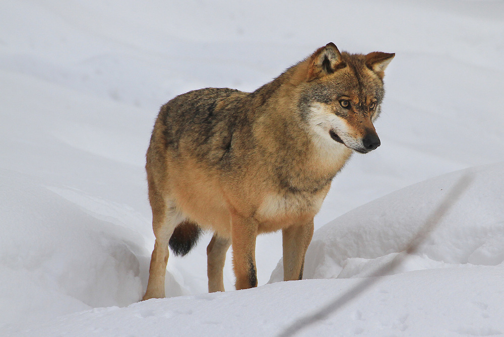Der Kopf des Wolfes ist größer, die Stirn breiter und die Ohren kürzer als beim domestizierten Hund. (© B. Schön)