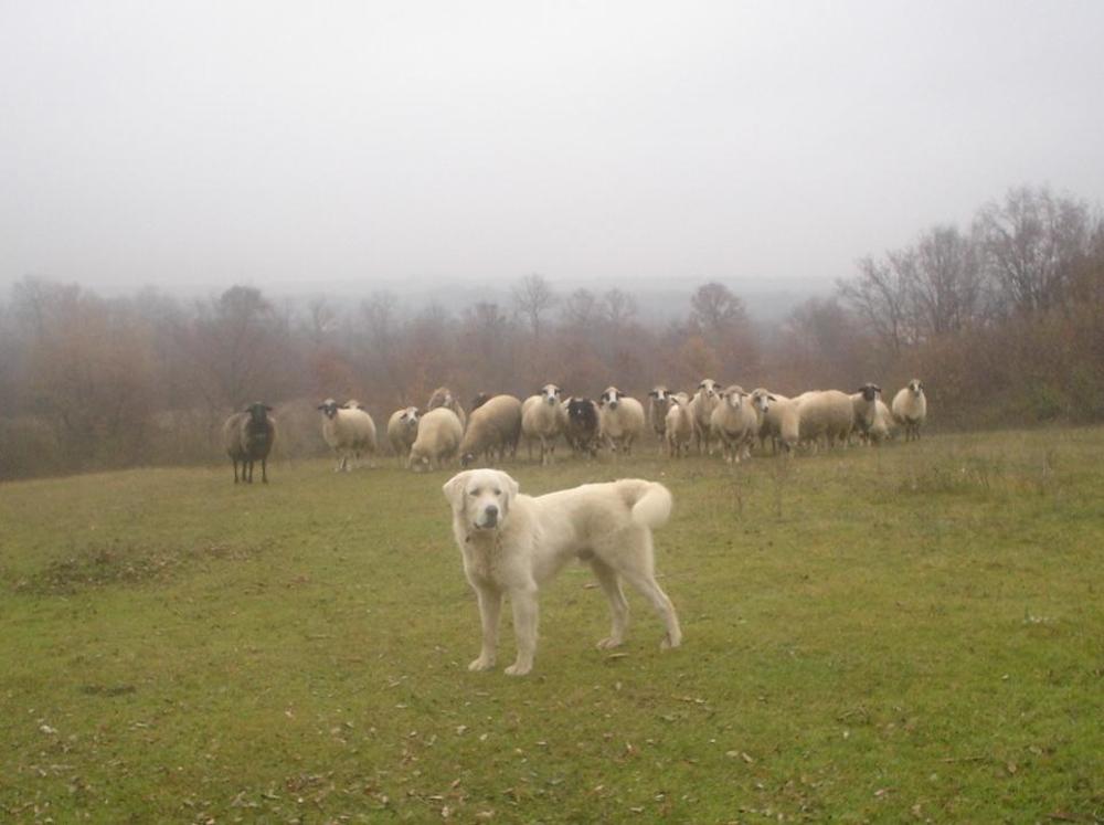 Herdenschutzhund mit Herde